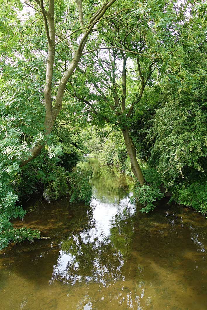 Cod Beck between trees